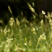 Sweet vernal grass... by marlboromaam