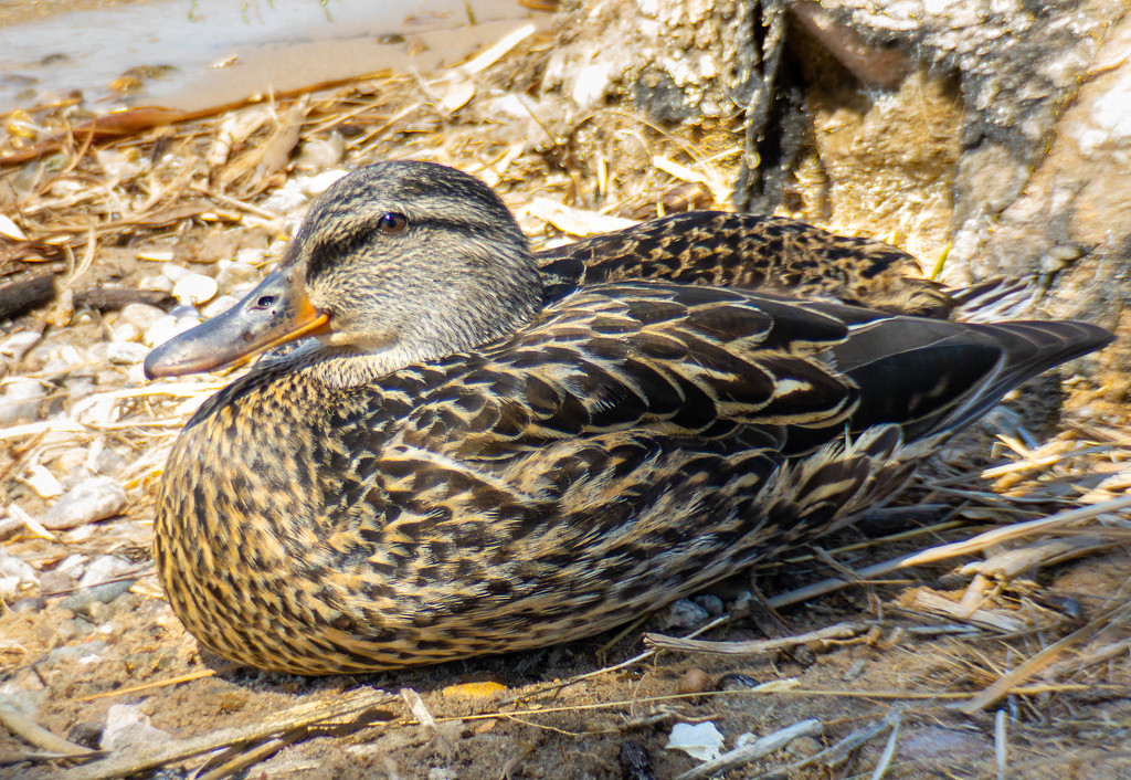 Duck with an iPhone by jeffjones