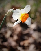 1st Apr 2021 - April 1: Single Subject: Spring Daffodil 