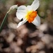 April 1: Single Subject: Spring Daffodil  by daisymiller