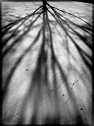 1st Apr 2021 - Tree shade -