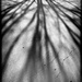 Tree shade - by jeffjones