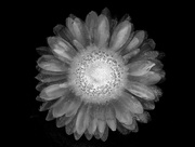 2nd Apr 2021 - Flower from Space