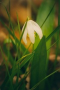 2nd Apr 2021 - Little Flower