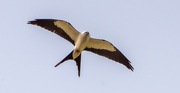 2nd Apr 2021 - Another Swallowtail Kite!