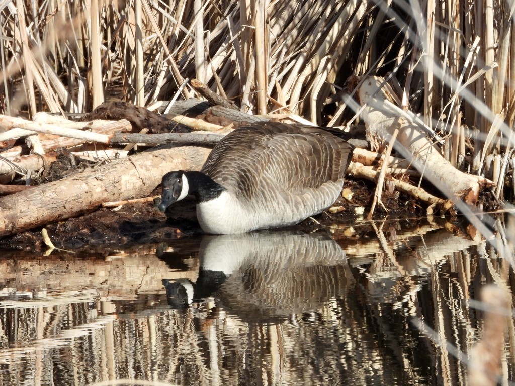 Reflected goose by amyk