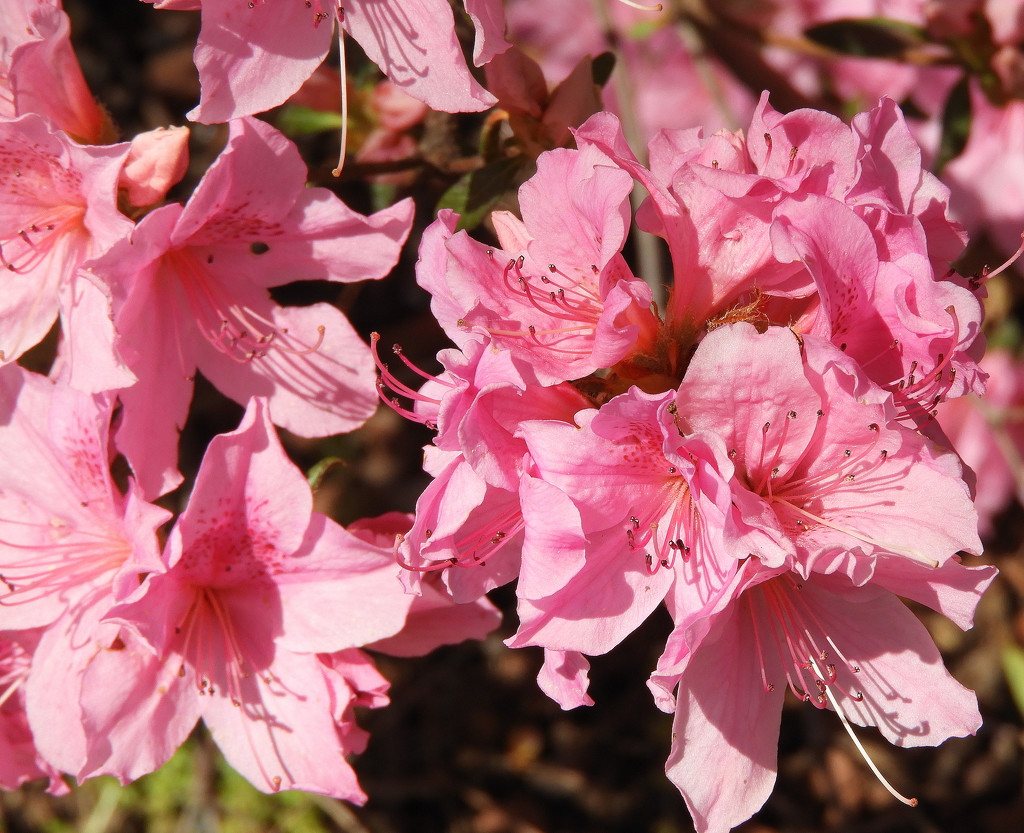 PINK azalea bush by homeschoolmom