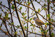 2nd Apr 2021 - White Throated Sparrow
