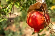 3rd Apr 2021 - Pomegranates ripen in paper bags