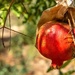 Pomegranates ripen in paper bags by ludwigsdiana
