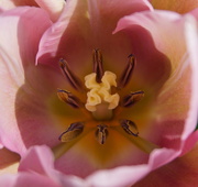 3rd Apr 2021 - the heart of a pink tulip