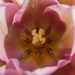 the heart of a pink tulip by quietpurplehaze
