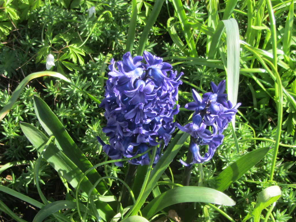 Blue Hyacinths. by grace55