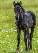 3rd Apr 2021 - Wild Dartmoor Pony Foal