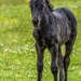 Wild Dartmoor Pony Foal by shepherdmanswife