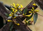 6th Mar 2021 - Carolina wild jasmine bud-dies...