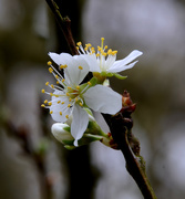 3rd Apr 2021 - Plum Blossom