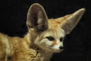 2nd Apr 2021 - Fennec fox