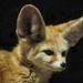 Fennec fox by johnfalconer