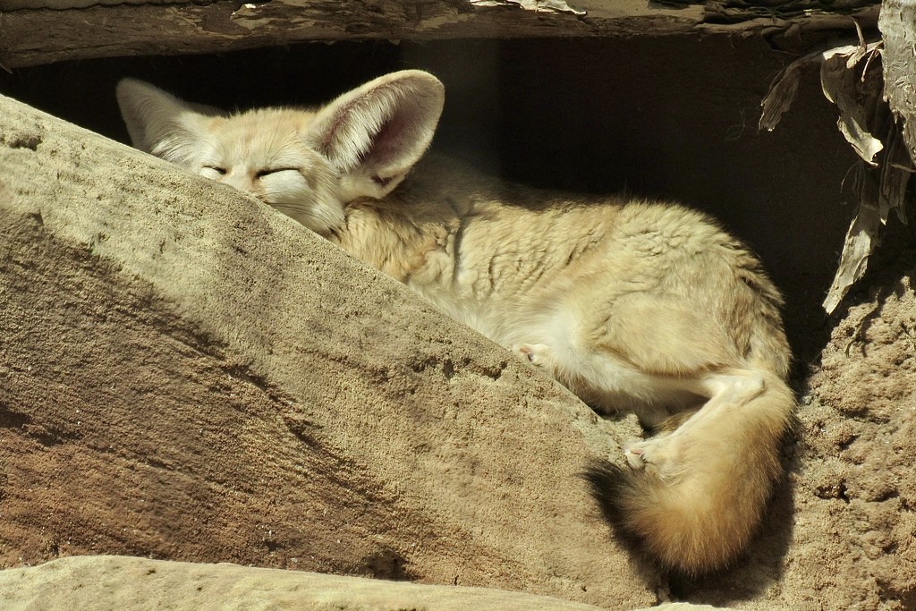 Fennec fox at work  by johnfalconer