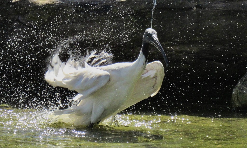 Bath time for the Ibis bin rats by johnfalconer