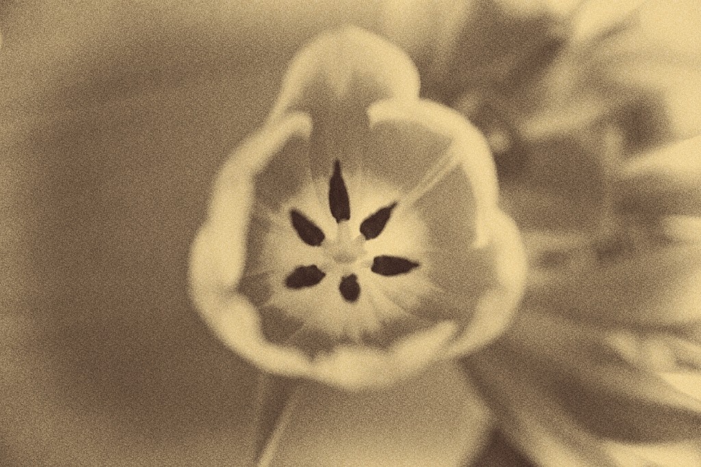 Apr 2  Tulip again by delboy207