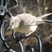 4-3-21 listen to the mockingbird by bkp