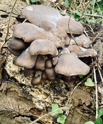 3rd Apr 2021 - Unknown fungus 