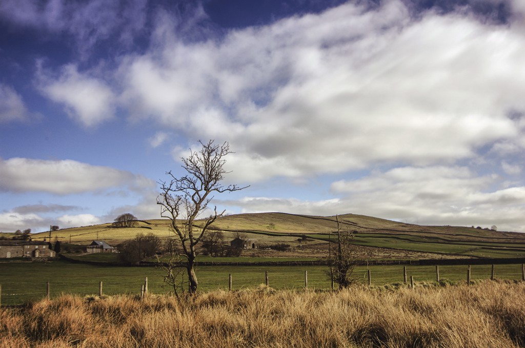 Scrawny tree with clouds and hill.  by fueast