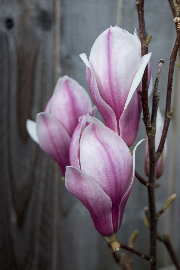Magnolia by busylady