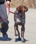 3rd Apr 2021 - German shorthaired pointer