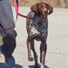 German shorthaired pointer by rminer