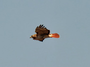 3rd Apr 2021 - red-tailed hawk