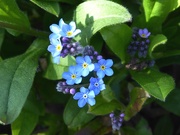 3rd Apr 2021 - Forget- me- not