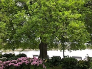 3rd Apr 2021 - Azaleas and my favorite old hackberry tree leafing out