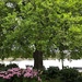 Azaleas and my favorite old hackberry tree leafing out by congaree