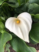 3rd Apr 2021 - Calla lily