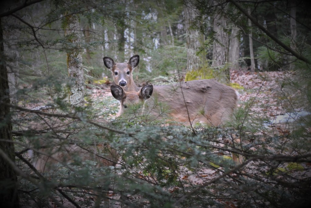 Day 75:  Oh, deer!!!! by jeanniec57