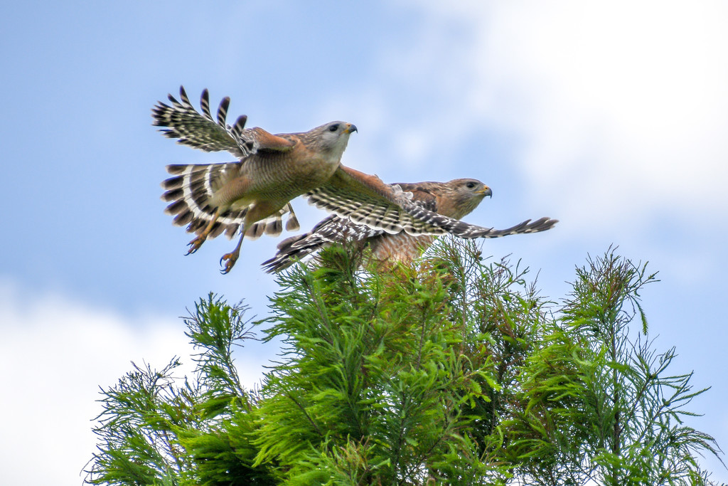 A pair of hawks by danette