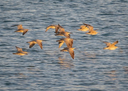 31st Mar 2021 - Whimbrel Fly By