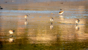2nd Apr 2021 - Sandpipers