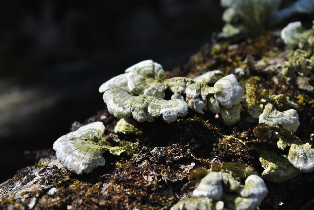 Day 86: Turkey Tails  by jeanniec57