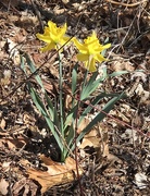3rd Apr 2021 - Daffodil lost in the woods