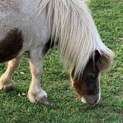 2nd Apr 2021 - A Hill Country pony