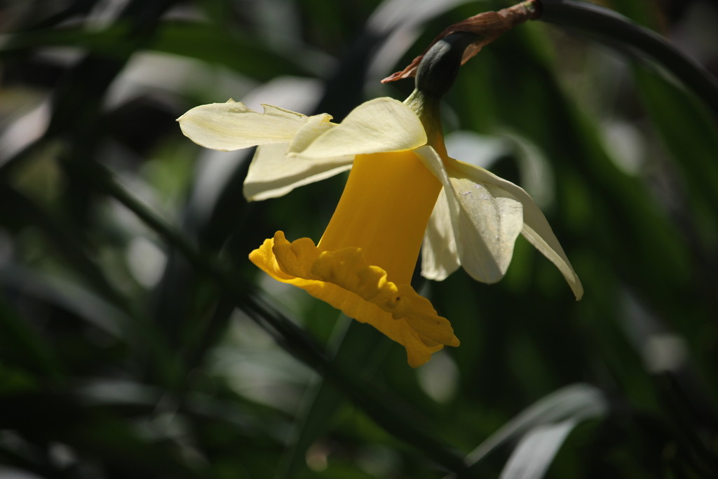 Daffodill of our garden by pyrrhula