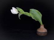 3rd Apr 2021 - One White Tulip