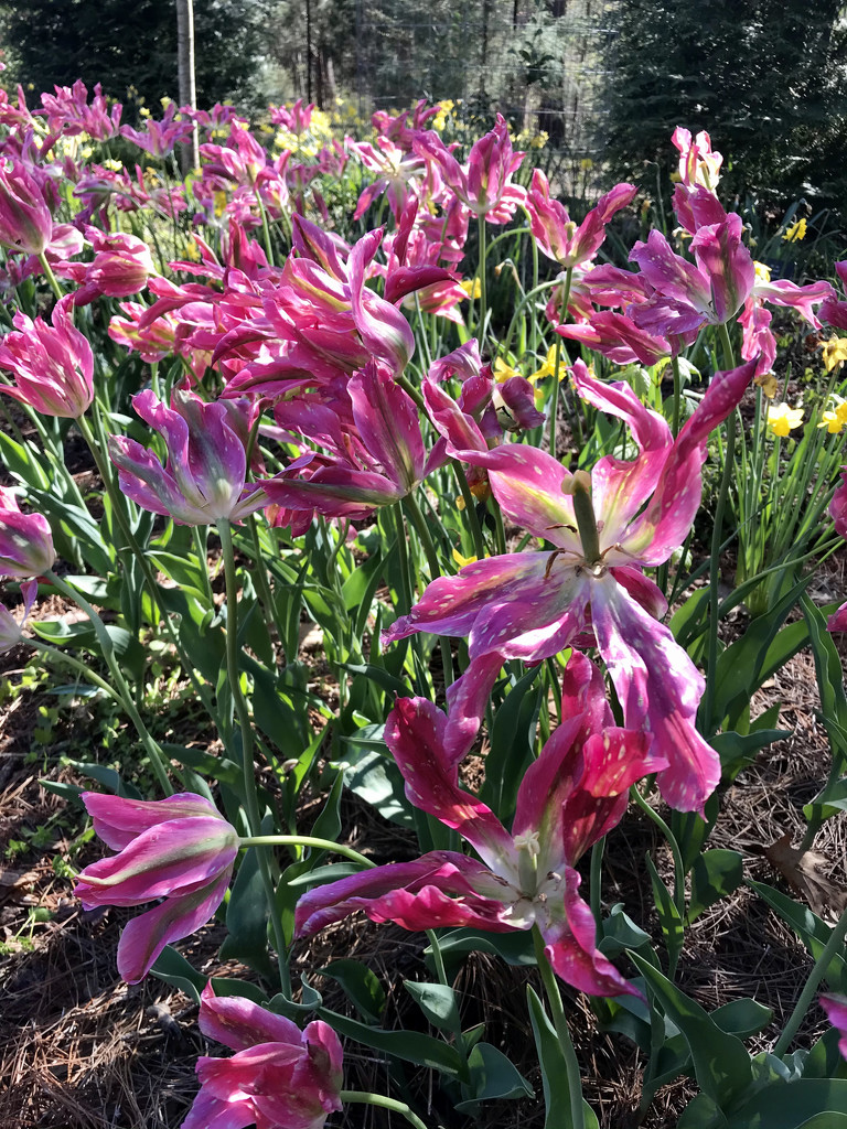 Farewell Tulips by gratitudeyear