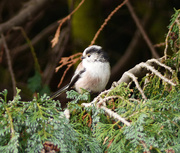 4th Apr 2021 - Long Tailed Tit