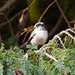Long Tailed Tit by judithdeacon