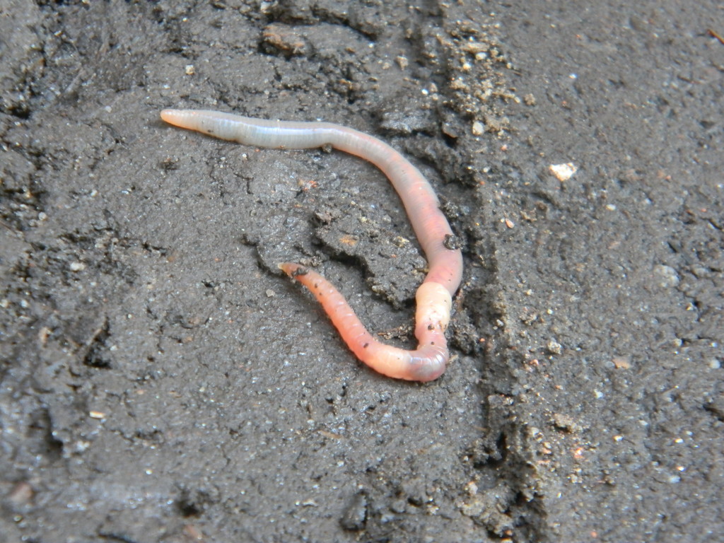 Earthworm by sfeldphotos